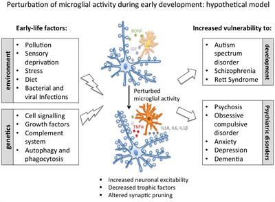 Function and Dysfunction of Microglia during Brain Development: Consequences for Synapses and Neural Circuits